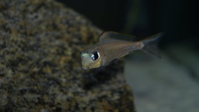 Xenotilapia ornatipinnis 'Burundi'